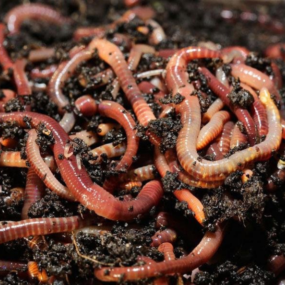 Composting Worms (Seasonal)