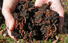 Load image into Gallery viewer, Composting Worms (Seasonal)
